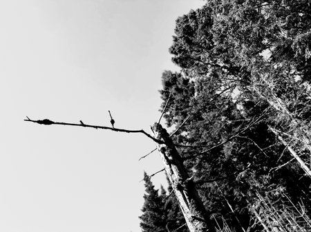 Black and white photo of a dead tree in the forest with a blurred backgroundの写真素材