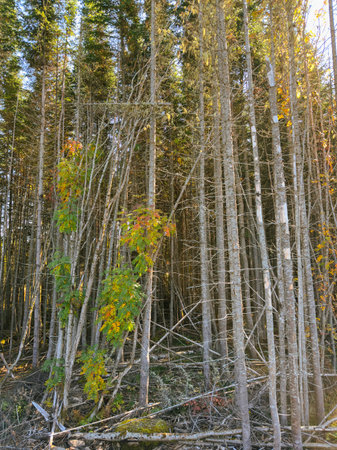 Trees in autumn colors in the forest. Autumn in Quebec, Canada.