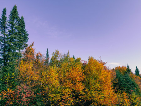 Colorful autumn trees in the forest at sunset. Colorful forest landscape.