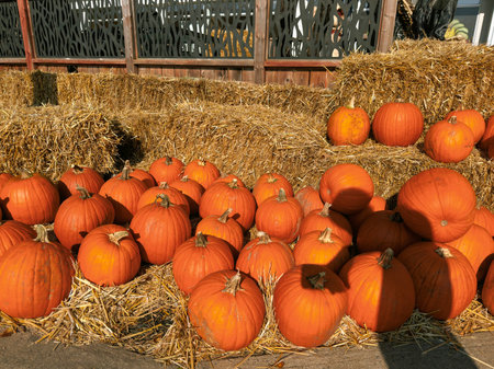 Pumpkins on a farm in the fall. Harvest season.の写真素材