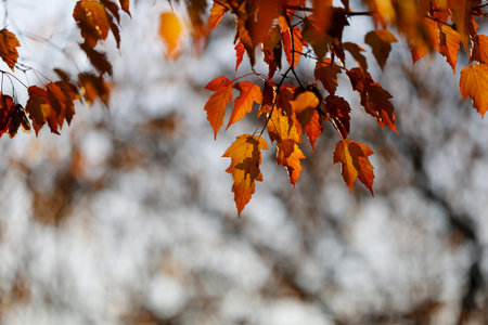 autumn leaves on a tree in the sun, note shallow depth of field