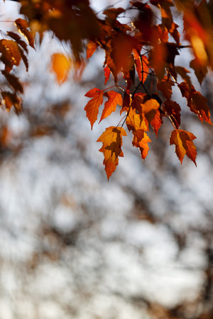 autumn leaves on a tree in the sun, note shallow depth of field