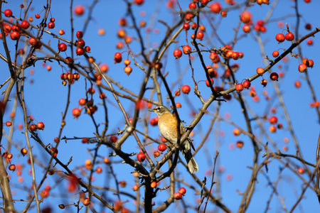 A robin sits on a branch with red berries