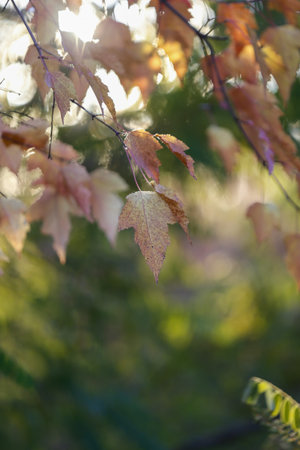 autumn leaves on a tree in the sun, note shallow depth of field