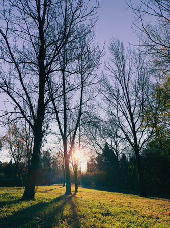 Autumnal walk in the park with colorful trees and fallen leaves. Beautiful autumn landscape in the park.の写真素材
