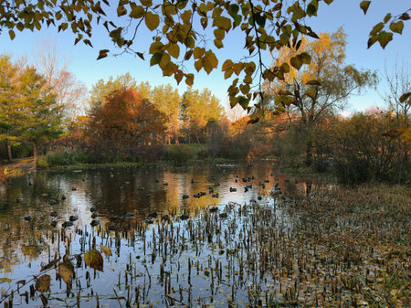 Autumn landscape with lake and trees in the park. Ducks swimming in a pond in the fall. Selective...
