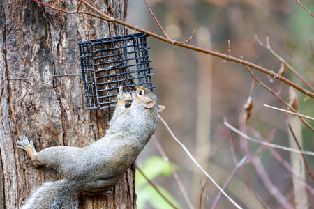 Squirrel on a tree with a bird feederの写真素材