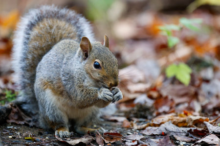 Close up of a gray squirrel eating a nut in the autumn forest