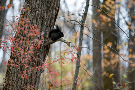 black squirrel sitting on a tree trunk in the forest, close-up. Quebec, Canadaの写真素材