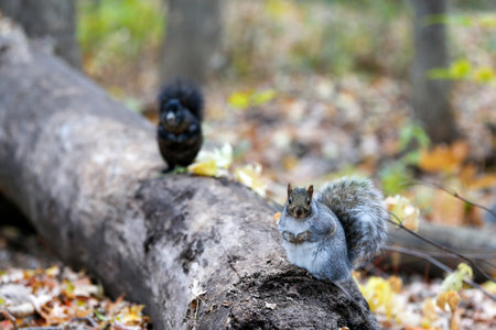 Squirrel on a tree branch in the autumn forest. Shallow depth of field. Squirrel sitting on a tree trunk in the autumn forest, Quebec.の写真素材
