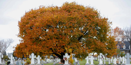 A bouquet on the grave in the cemetery in autumn