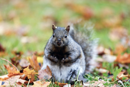Squirrel in the park with fallen leaves in autumn, Quebec, Canadaの写真素材