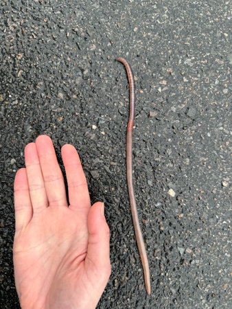 An earthworm on the road. A long earthworm on the asphalt road, longer than a human hand.の写真素材