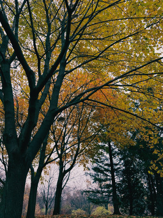 Autumn trees in the park. Autumn landscape. Fall season.の写真素材