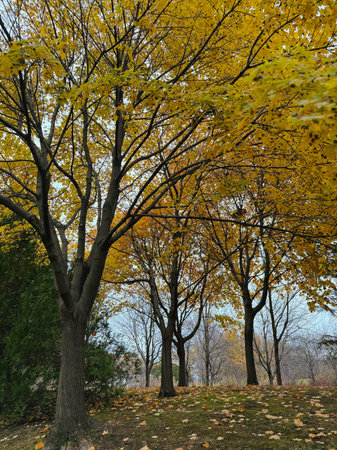 Autumn trees in the park. Autumn landscape. Fall season.