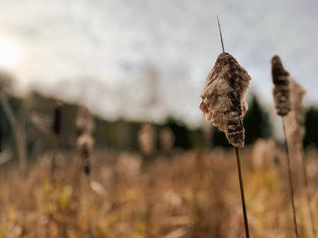 A cattail in a field in the countryside. Selective focus.の写真素材