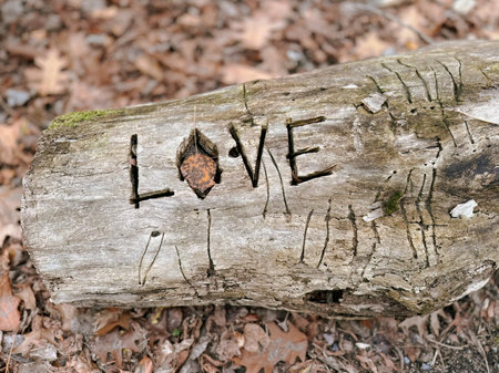 The inscription love on a fallen tree in the forest. Close-up.の写真素材