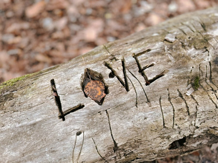 The inscription love on a fallen tree in the forest. Close-up.の写真素材