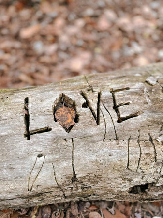The inscription love on a fallen tree in the forest. Close-up.の写真素材