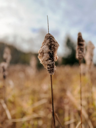 Cattail in the field, close-up, soft focus