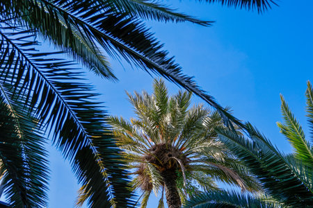 Palm trees against the blue sky. View from below. Tropical background.の写真素材