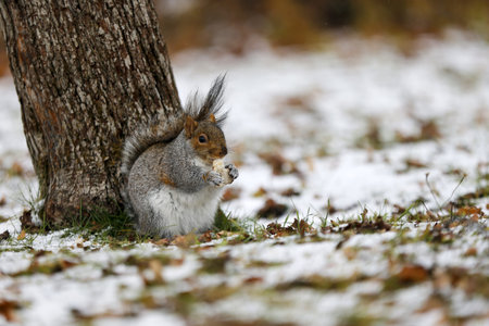 A squirrel in a park in winter eats food. Snow covers the grass.