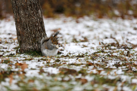 A squirrel in a park in winter eats bread. Snow covers the grass.