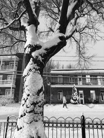 Winter landscape with trees and snow in the city. Black and white.の写真素材