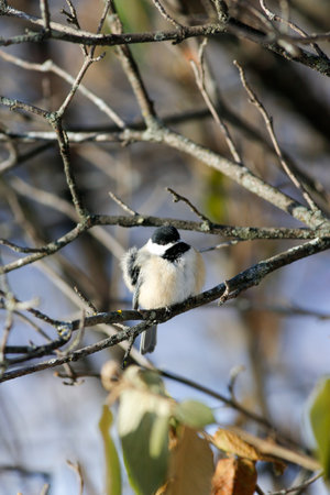 Black-capped Chickadee on a tree branch in winter, Quebec, Canada.の写真素材