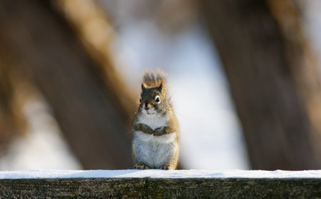 Squirrel on a snowy bench in the park, closeup of photo