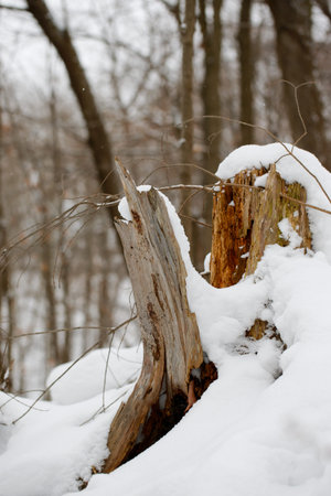 Old, dead, broken tree stump covered in snow in a winter forest. Natural background.