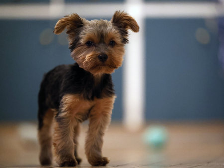 yorkshire terrier puppy on a wooden floor. Portrait of a Yorkshire Terrier puppy inside a houseの写真素材