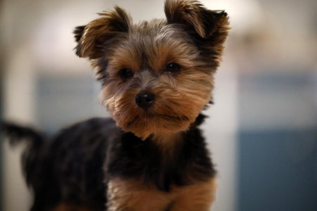 yorkshire terrier puppy on a wooden floor. Portrait of a Yorkshire Terrier puppy inside a houseの写真素材