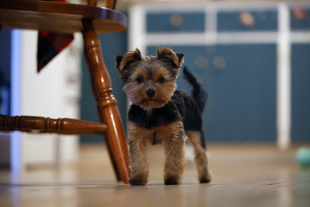 yorkshire terrier puppy on a wooden floor. Portrait of a Yorkshire Terrier puppy inside a houseの写真素材