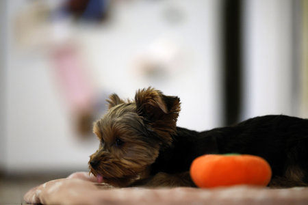 yorkshire terrier puppy on a wooden floor. Portrait of a Yorkshire Terrier puppy inside a houseの写真素材