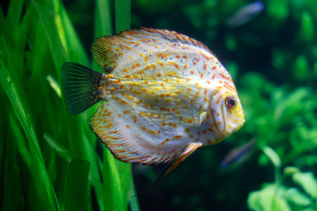 Cichlid discus in an aquarium. Tropical fish. Beautiful colorful tropical fish swimming in the...