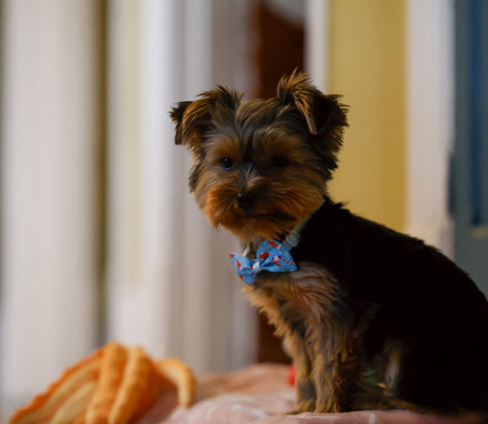 Yorkshire Terrier puppy with bow tieの写真素材
