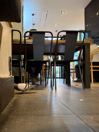 Interior of a restaurant with chairs and a pigeon on the floor.