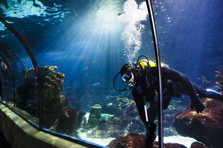 Diver looking at the fish in the aquarium. The underwater world.の写真素材