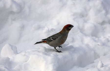 Pine grosbeak (Pinicola enucleator) in winter, Quebec, Canadaの写真素材