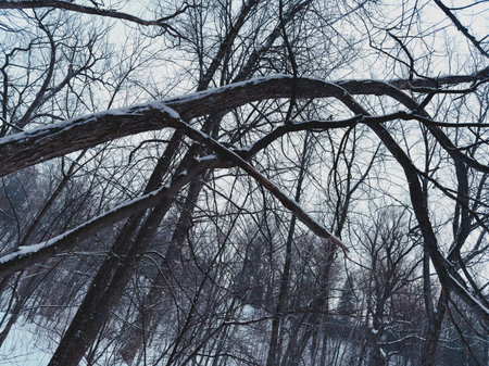 Trees in the winter forest. Snow-covered trail in the woods in winter.