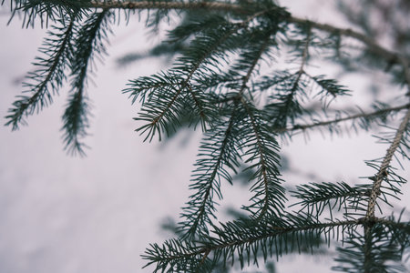 Fir branches covered with snow in winter forest. Selective focus. Detail of a snowy fir branch in...
