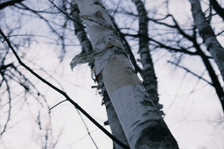 birch forest in early spring with cloudy sky - retro vintage effect
