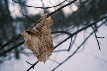 dry leaf on a branch in the winter forest. selective focus. Leaf covered with snow in the winter...