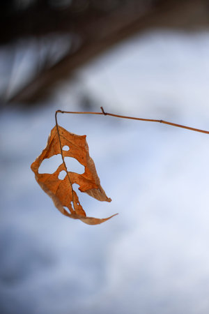Close up of a dry leaf on a tree branch in winter. Quebec, Canada.