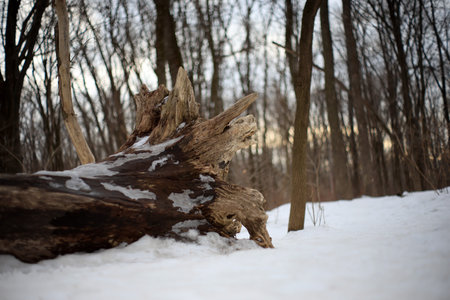 A fallen tree in the forest on a winter's day. Selective focus. Trunk of a dead tree lying on the snow.の写真素材