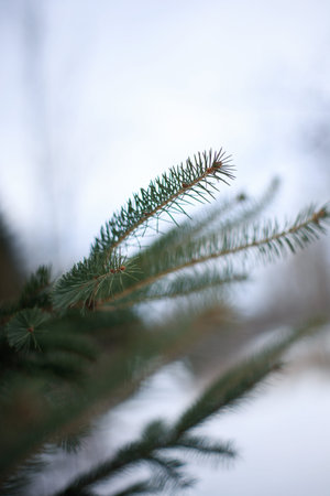 Fir tree branches in the snow. Close-up, selective focus.