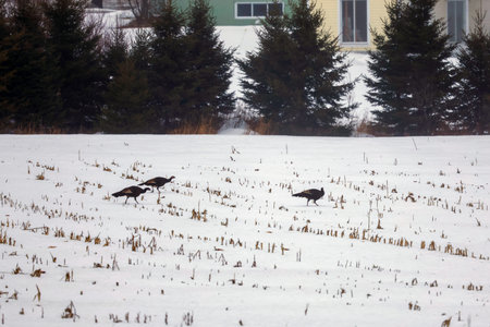 Turkeys in a field in winter, Quebec, Canadaの写真素材