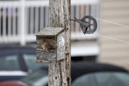 Squirrel in a nest box perched on a post with a clotheslineの写真素材