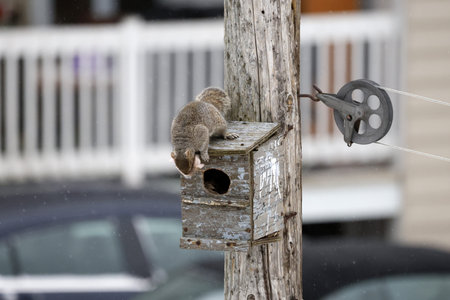 Squirrel in a nest box perched on a post with a clotheslineの写真素材
